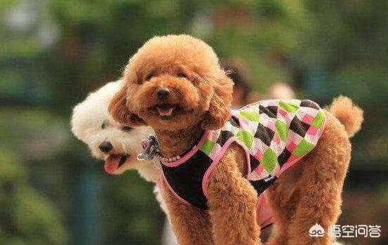 泰迪犬怎么养:挑选泰迪犬需要注意什么，应该如何饲养？