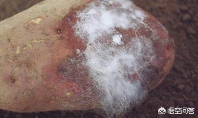 软腐病191:西瓜菌核病应该如何防治？