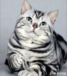 美国短毛猫图片:选纯种猫你是选英国短毛猫还是美国短毛猫、还是布偶猫呢？