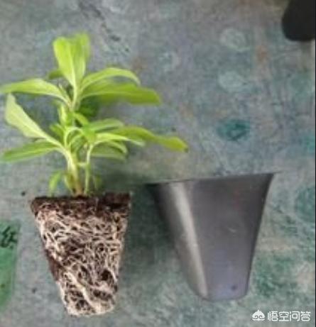 蔓长春花可以当吊兰吗:长春花根系发达吗？种植过程中需要注意什么？