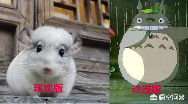 宫崎骏 小龙猫:龙猫，真的是一部恐怖动漫吗？ 宫崎骏小龙猫白色