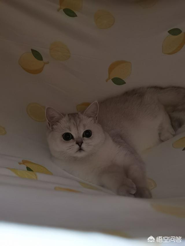 松鼠猴智商:成年猫的智商相当于人的几岁？