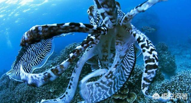 大王乌贼可以长到多大?历史上真有80米长的乌贼吗?