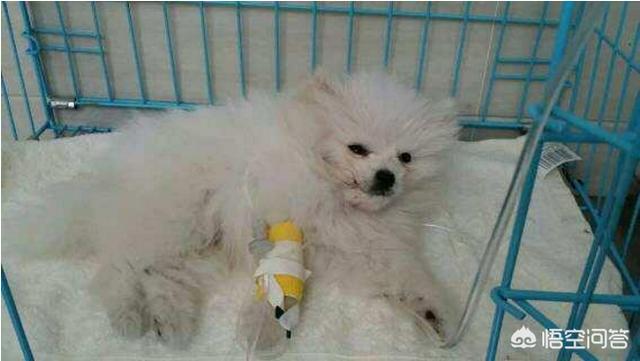 纯种博美犬好养吗:头条里有家里养着博美的吗？需要详细了解下，博美好养嘛？