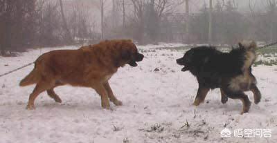 央视高加索犬vs藏獒:关于高加索犬和藏獒谁能打？