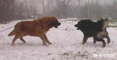 高加索犬vs藏獒照片:关于高加索犬和藏獒谁能打？