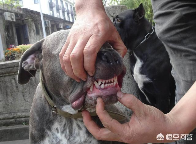 阿根廷杜高咬人吗:犬界中，咬合力最厉害的前10名都有谁？