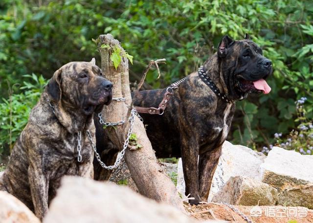 卡斯罗猛犬打架:当卡斯罗丧失了斗犬的本能时，应该怎么办？