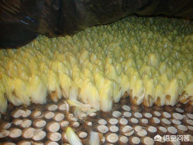尿酸过高是尿毒症前兆吗:痛风患者，尿酸升高时，是不是肌酐也会跟尿酸一起升高？