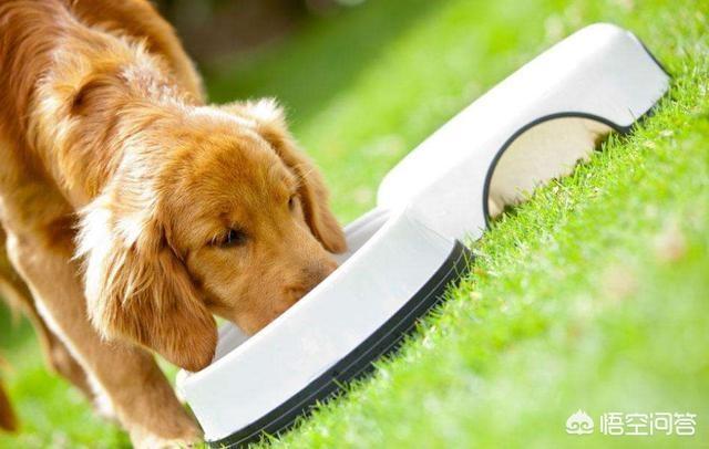 对幼儿友善的狗:对孩子不友善的小型犬有哪些？