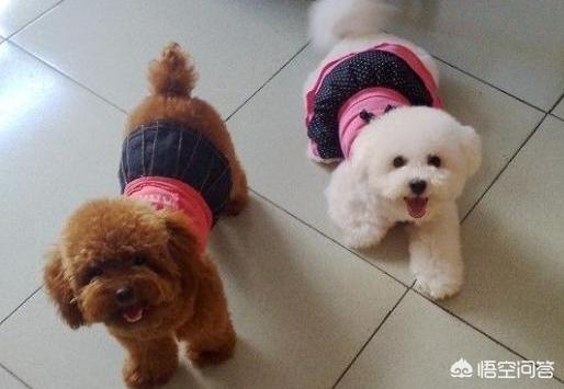 训练乖巧的波尔多犬图片:训练泰迪犬的黄金时期是什么时候？该训练什么？