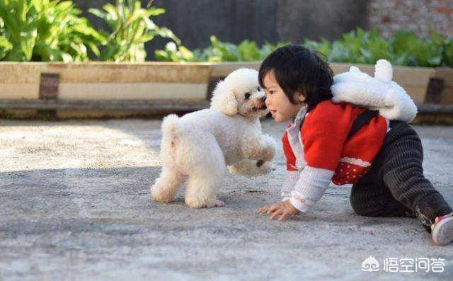凶猛的小型犬有哪些:哪些小型犬是非常喜欢吠叫的呢？