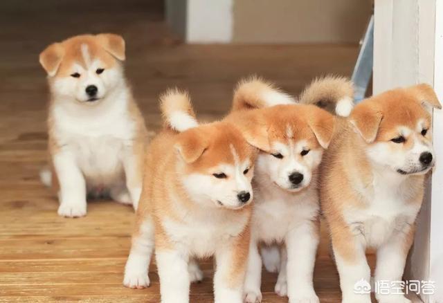 美国秋田犬性格及外型特征:如何区分柴犬与秋田犬的区别？
