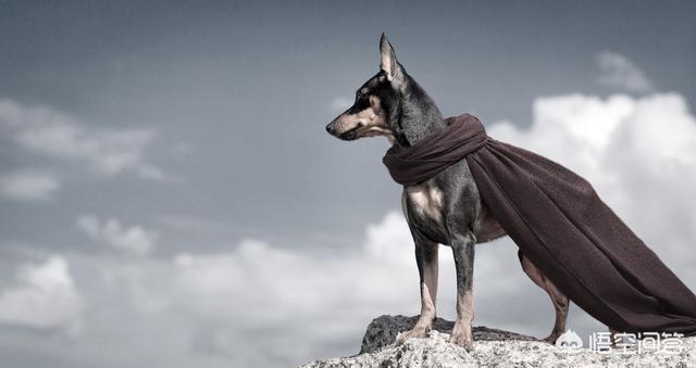 格力犬价格:有哪些狗狗在冬天一定要给穿衣服？ 格力犬价格多少钱