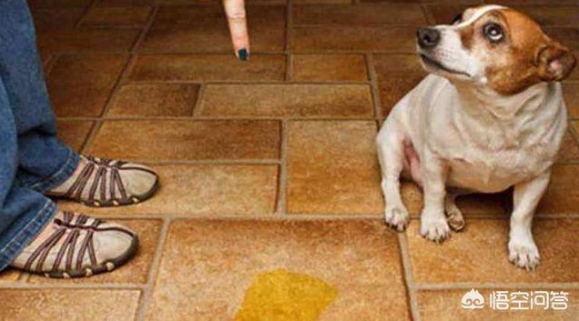 怎么清除狗尿味:为什么狗狗喜欢在家乱尿？如何去除家里狗尿骚味？
