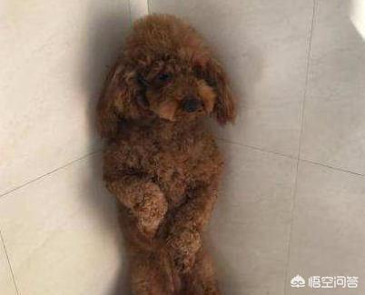 贵宾犬训练用什么奖励:训练贵宾犬必学的十二个规矩 训练贵宾犬时，哪些禁忌一定不能犯？