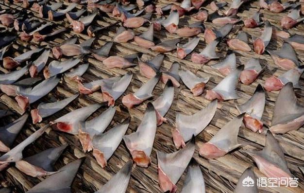 湾鳄vs巨型虎鲨:几只老虎才能杀死像洛龙那么大的湾鳄？ 巨型湾鳄vs老虎