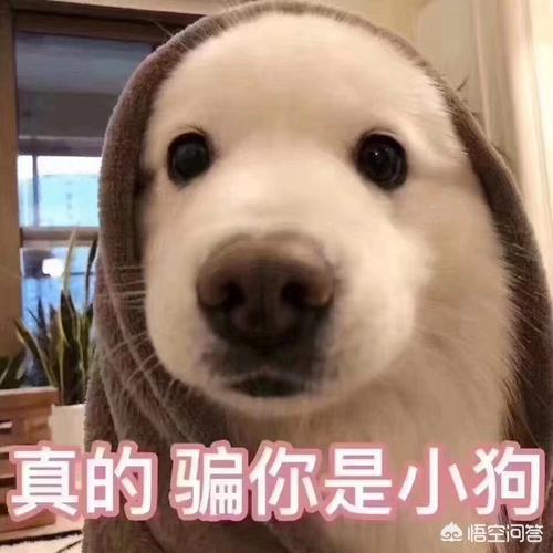 博美犬怎么养:养博美犬有什么注意事项？