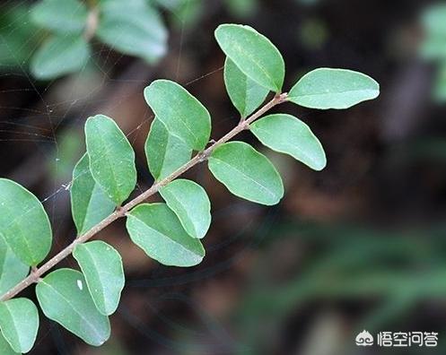 小叶女贞和小蜡树区别:小蜡树和小叶女贞区别 如何区分雀梅与小叶女贞？