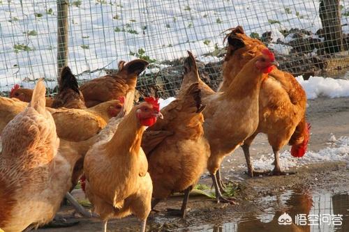 药物中毒症状:养鸡服药过量可致鸡死亡吗？
