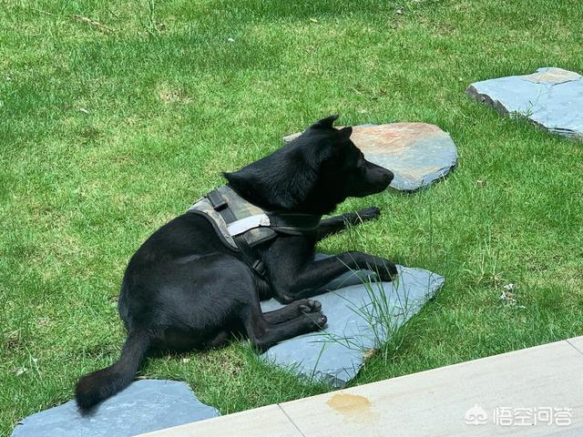 中华田园犬图片简笔画:中华田园犬“土狗”，长大了是什么样子？