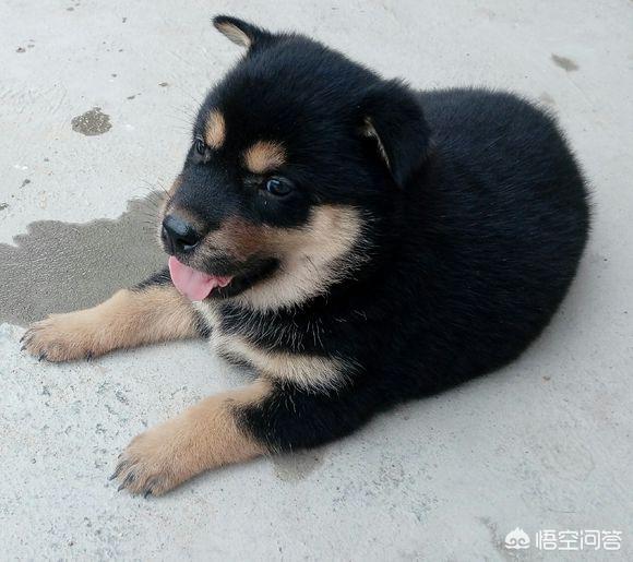 中华田园犬图片简笔画:中华田园犬“土狗”，长大了是什么样子？