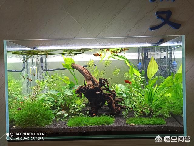 1.5米水草造景:想买个1.5米的成套鱼缸大神们给个意见？