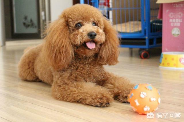 京巴犬怎么养:哪些狗狗心眼最小，最爱记仇？