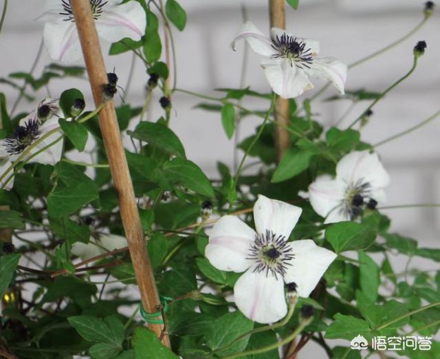 万代兰吧:雅美万代兰 盆花冬季如何选择适应的摆放位置？