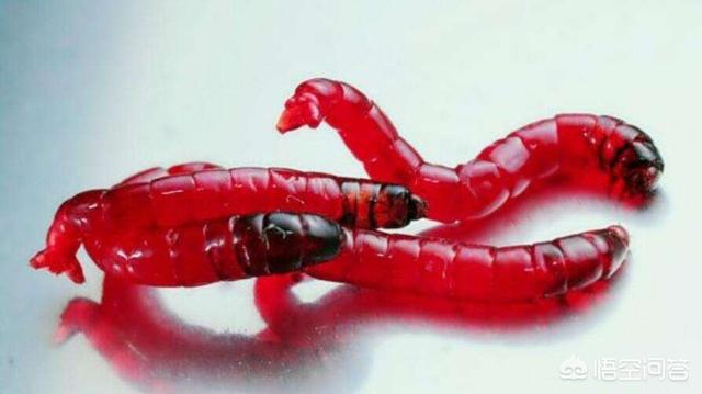 红虫钓鱼:秋冬季野钓鲫鱼鲤鱼用红虫效果怎么样？