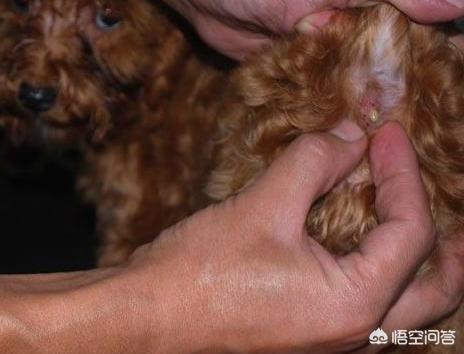 贵宾犬美容泰迪造型:泰迪几岁开始训练效果最好？