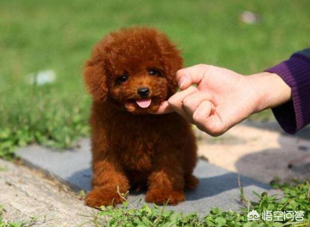 贵宾犬美容泰迪造型:泰迪几岁开始训练效果最好？