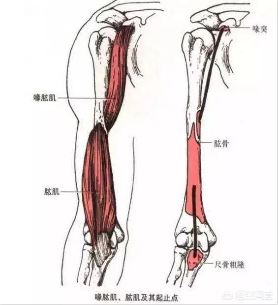 人鱼线部位是哪些肌肉，肩胛骨上有哪些肌肉，都有什么作用