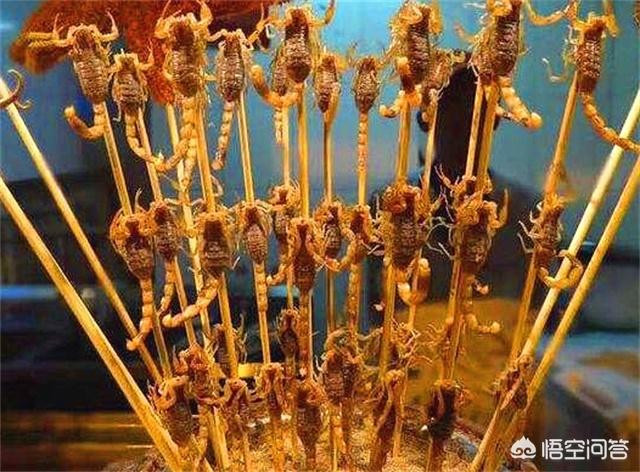 非洲帝王蝎vs彼得异蝎:法布尔解开了“白蝎自杀之谜”，谜底究竟是什么？