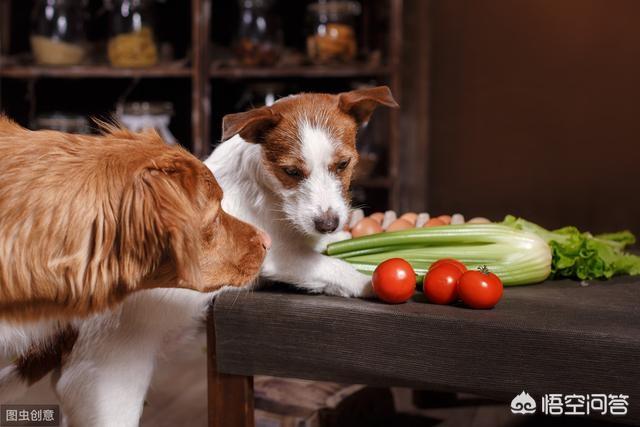 狗狗护食物:如何拒绝狗狗在餐桌上讨食？