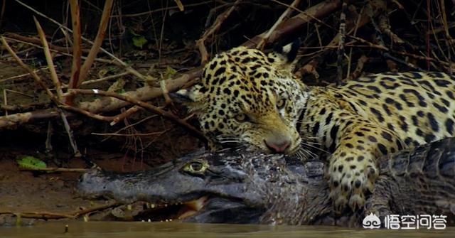 鳄鱼的天敌是谁?为什么?