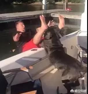 话说有人记得比高犬吗总觉得他是恭子最后知...:“燕知寒门，狗知新婿”是什么意思？有科学道理吗?