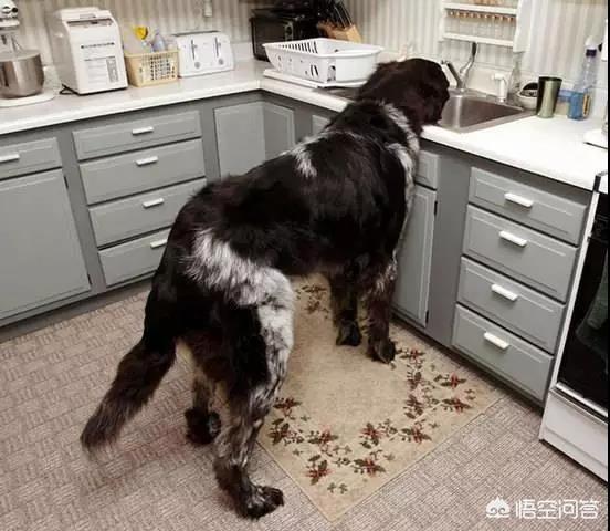 小狗多戈尔在线观看:养一只大型犬是一种什么体验？