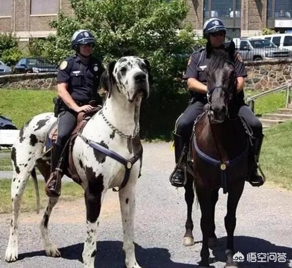 小狗多戈尔在线观看:养一只大型犬是一种什么体验？