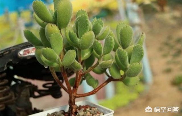 熊童子:熊童子叶片小，有什么问题？