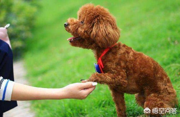 怎样挤肛门腺:肛瘘是啥样的 泰迪多久挤一次肛门腺？怎么挤？