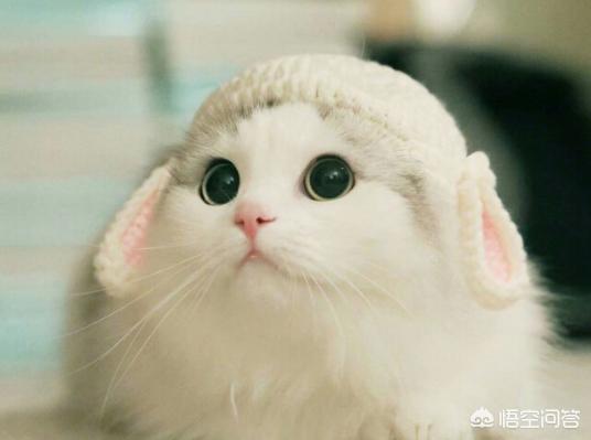 猫玩:为什么总是跟猫玩着玩着的时候，它会突然扑上来咬一口？