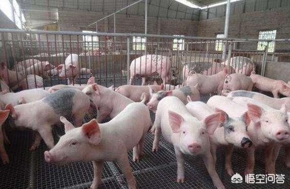 氯霉素的功效与作用，养猪常见氯霉素类抗生素有几种在养猪中如何正确应用