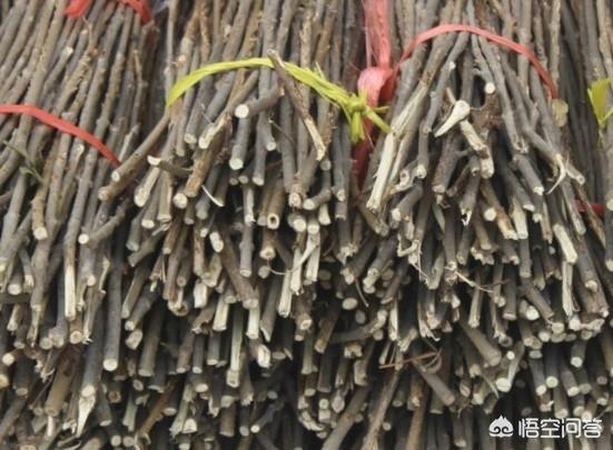 人工繁殖小懒猴:人工养殖金蝉是如何孵化的？