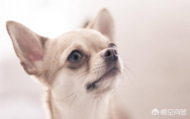 吉娃娃和他的伙伴们:吉娃娃亲人吗？和主人亲不亲？