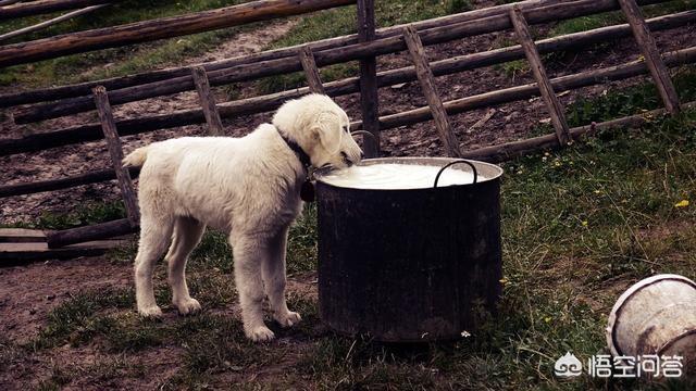 小犬当家:你知道不能对刚到家的狗狗做什么事情吗？