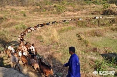 将两只大白鼠丢入:老家农村是养殖黑山羊的，怎么解决丢羊的问题？