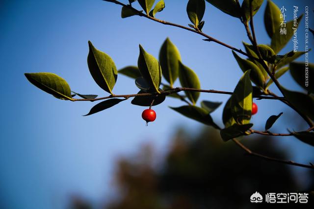 石楠花什么知道:园林绿化中常见的石楠属植物有哪些？