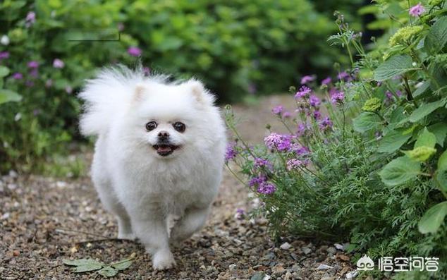 波美拉尼亚犬就是博美吗:搏美犬是哪个国家的？养搏美犬要注意什么？