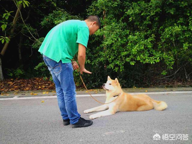 狗语言翻译机吧:和狗狗交流有什么方法？人狗翻译器真的能翻译狗狗说的话吗？ 人狗猫语言翻译机